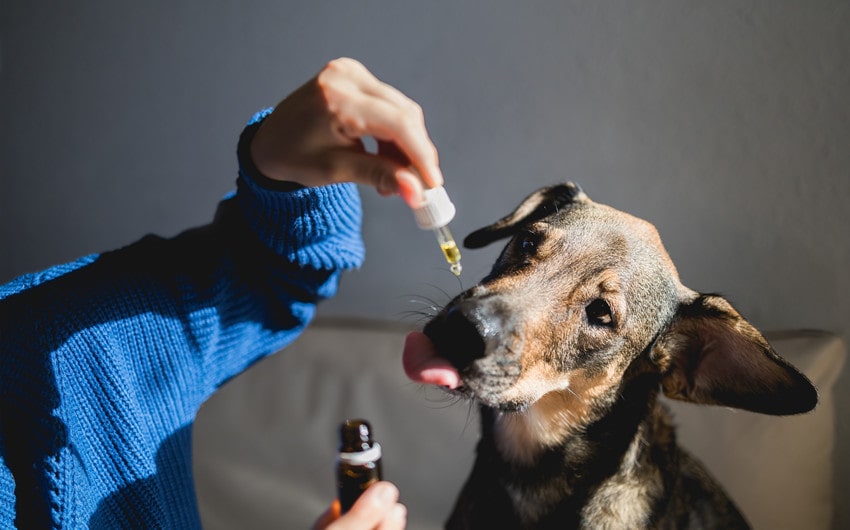 cbd pet treats help with joint health in senior pets