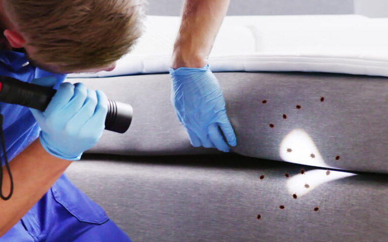 professionals in pest control